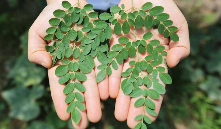 Phân tích thành phần hóa học làm nổi bật hoạt tính của tinh dầu lá cây chùm ngây