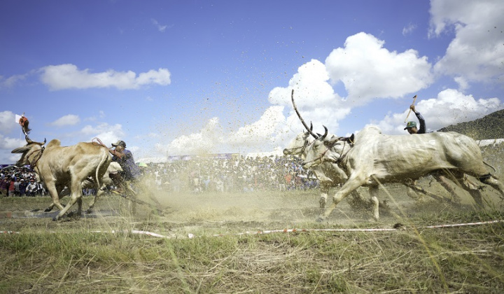 Bình Điền – Tự hào đồng hành cùng di sản văn hóa Đua bò Bảy Núi
