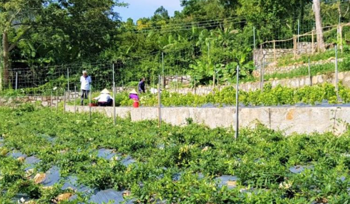 Phát triển chuỗi giá trị dược liệu phường Tịnh Biên, tỉnh An Giang: thực trạng và giải pháp