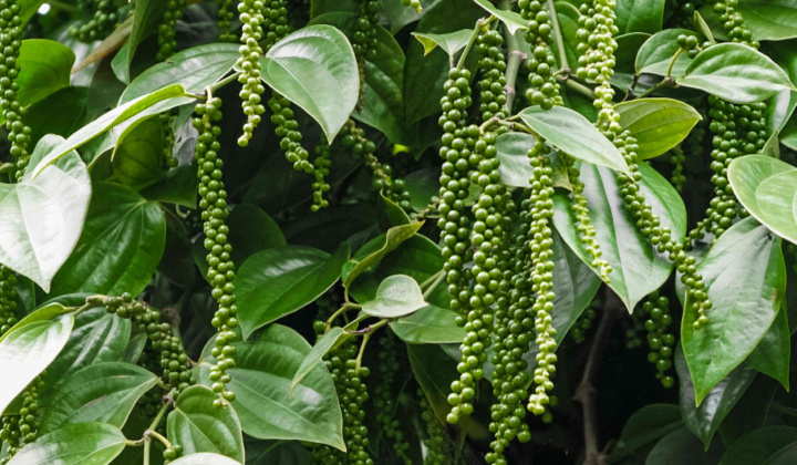 Giá tiêu hôm nay 30/9: Rủi ro thời tiết "đe dọa" nguồn cung trong tương lai