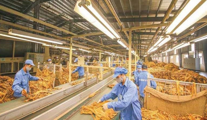 Bộ Công Thương công bố hạn ngạch thuế quan nhập khẩu thuốc lá nguyên liệu năm 2026