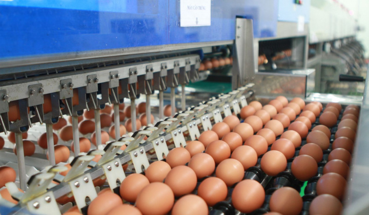 Hạn ngạch thuế quan nhập khẩu mặt hàng muối, trứng gia cầm năm 2026