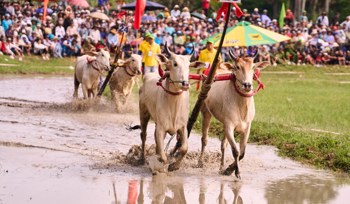 Bình Điền: 5 năm đồng hành cùng di sản Đua bò Bảy Núi