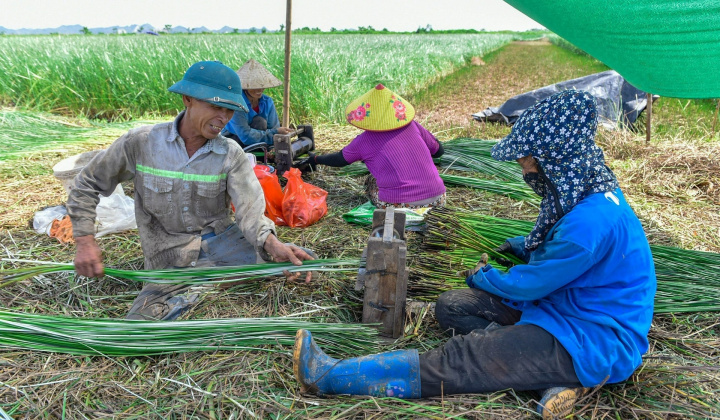 4 nhóm nhiệm vụ, giải pháp đào tạo nghề cho lao động nông thôn đáp ứng yêu cầu mới