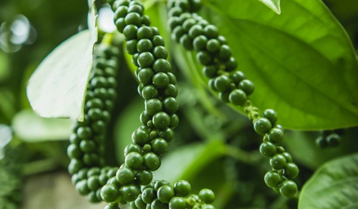 Giá tiêu hôm nay 4/2: Thị trường thế giới neo ở vùng giá cao