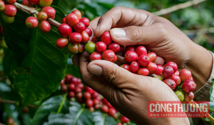 Giá cà phê hôm nay 20/3: Arabica lập đỉnh 1 tháng, Robusta cao nhất tuần