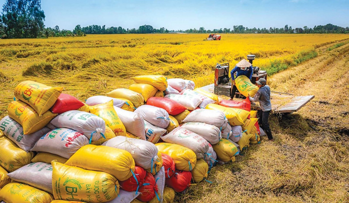 Bộ Công Thương tổ chức Hội nghị thúc đẩy xuất khẩu gạo năm 2026