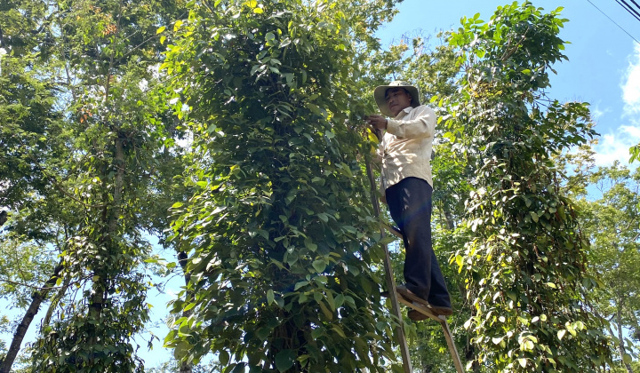 Giá tiêu hôm nay 23/3: Giảm gần 6% trong tuần cao điểm thu hoạch