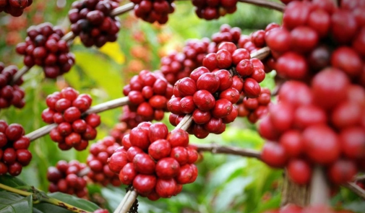 Giá cà phê hôm nay 9/3: Xuất khẩu toàn cầu tăng mạnh đầu niên vụ, Robusta tiếp tục bứt phá