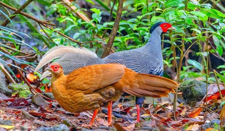 Các biện pháp xử lý vật chứng là động vật hoang dã theo pháp luật tố tụng hình sự Việt Nam