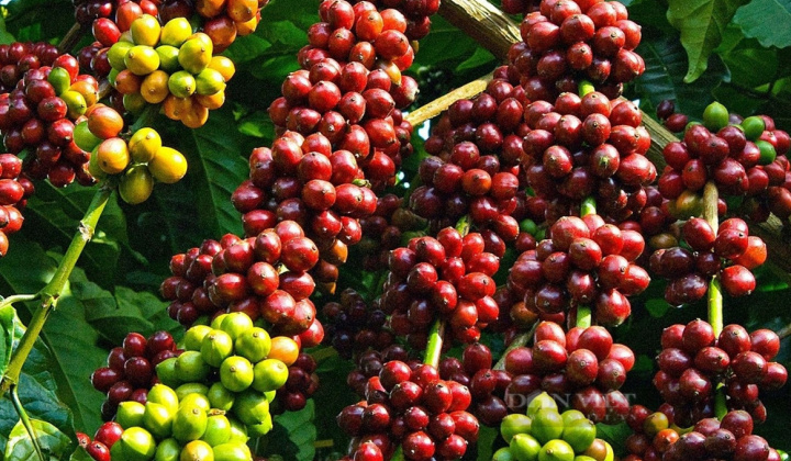 Giá cà phê hôm nay 3/4: Robusta lao dốc mạnh trước áp lực USD tăng và nguồn cung từ Brazil