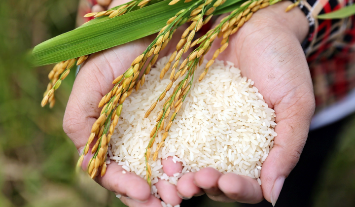 Philippines khởi xướng điều tra sơ bộ tự vệ với gạo nhập khẩu