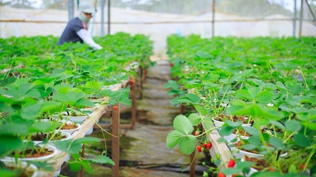 Kinh nghiệm phát triển công cụ tín dụng xanh và lộ trình hoàn thiện tại Việt Nam