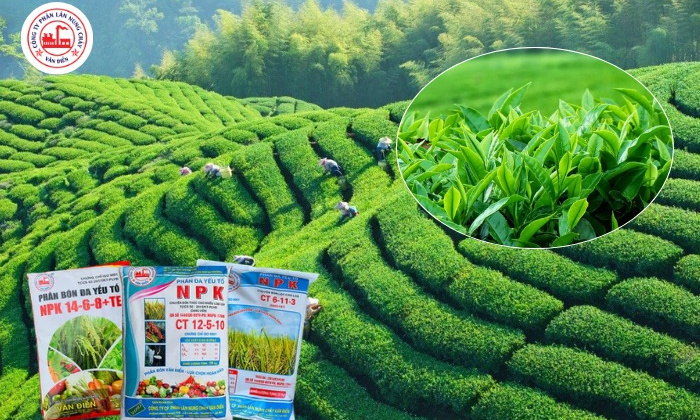 Phân bón Văn Điển: Giải pháp dinh dưỡng phù hợp cho cây chè đồi