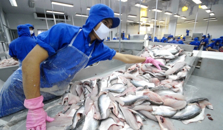 Thủy sản Vĩnh Hoàn (VHC): Cá tra Việt rộng cửa tại châu Âu, mục tiêu lãi 1.600 tỷ năm 2026