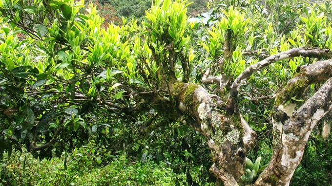 Nghiên cứu bảo tồn và phát huy giá trị cây chè cổ thụ tại xã An Toàn, huyện An Lão, tỉnh Bình Định