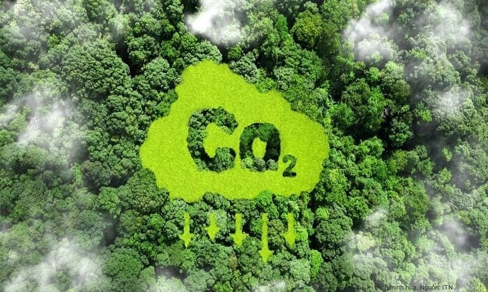 Nguyên tắc cung ứng và sử dụng dịch vụ hấp thụ và lưu giữ carbon của rừng
