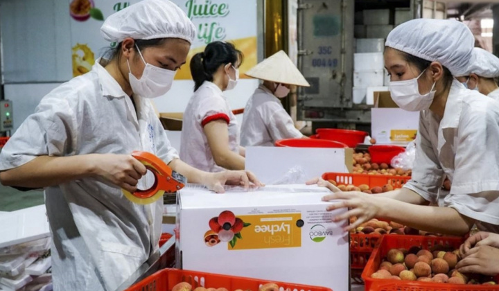Bộ Công Thương: Đồng bộ các giải pháp hỗ trợ tiêu thụ và xuất khẩu quả vải trong niên vụ 2026