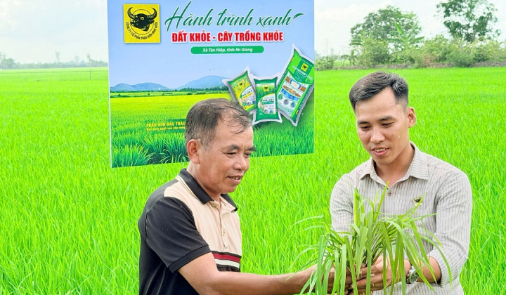Lo từ gốc để cây lúa khỏe hơn