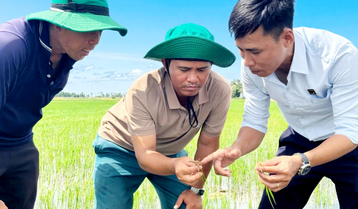 Hồi sinh đất phèn để cho cánh đồng lúa luôn xanh khỏe