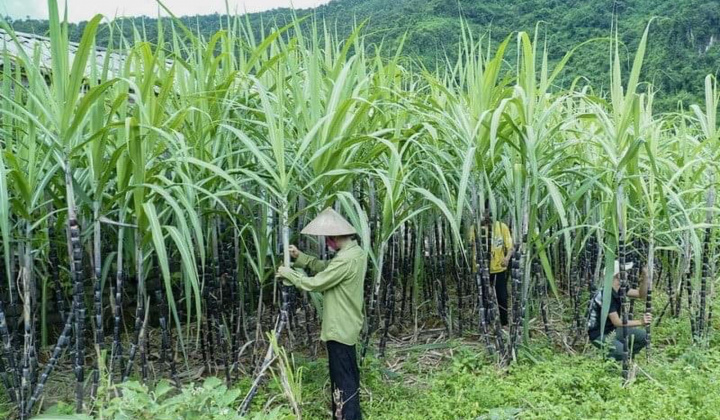 Bộ Công Thương gia hạn áp dụng biện pháp chống bán phá giá và chống trợ cấp với đường mía Thái Lan