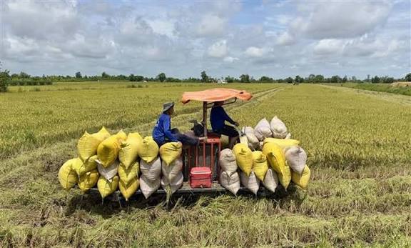 Analyzing the impact of productivity and quality management on the economic performance of rice-farming households: Evidence from Tap Son Commune, Vinh Long province