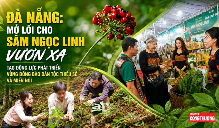 Đà Nẵng: Mở lối cho Sâm Ngọc Linh vươn xa, tạo động lực phát triển vùng đồng bào dân tộc thiểu số và miền núi