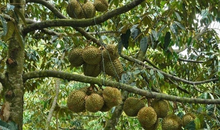 Đa Mi (La Dạ) đón cơ hội từ kỳ nghỉ dài: Mùa sầu riêng, măng cụt chín hút khách về miền xanh