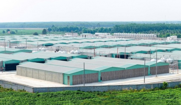 BAF tăng 61% sản lượng heo 6 tháng đầu năm 2026, đẩy mạnh đầu tư cho chu kỳ tăng trưởng mới