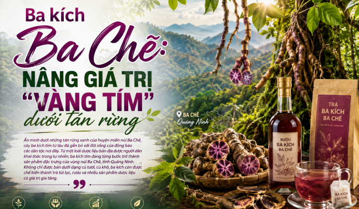 [E-Magazine] Ba kích Ba Chẽ: Nâng giá trị “vàng tím” dưới tán rừng