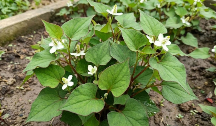 Xác định hàm lượng polyphenol, flavonoid và polysaccharide tổng số trong rau diếp cá (Houttuynia cordata Thunb.)