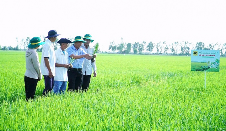Chuyện người nông dân ‘đánh thức’ vùng đất nhiễm phèn