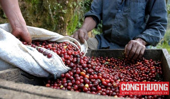 Giá cà phê hôm nay 1/8: Lo ngại về nguồn cung từ Brazil đẩy giá cà phê tăng trở lại