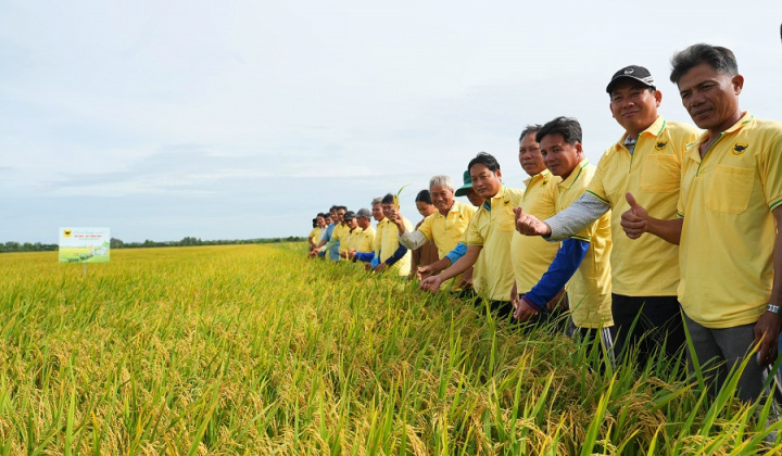 Nâng pH đất phèn-chìa khóa hạ giá thành lúa hè thu ở Tứ giác Long Xuyên