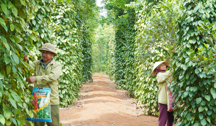 Giá tiêu hôm nay 13/8: Thị trường trong nước và thế giới đồng loạt đi ngang