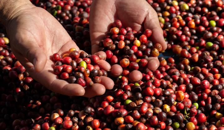 Giá cà phê hôm nay 15/8: Robusta chịu áp lực giảm, Arabica giữ đà tăng