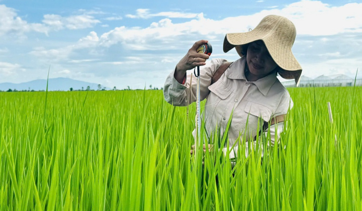 Cải tạo đất đầu vụ, chủ động hạn chế ngộ độc phèn cho lúa