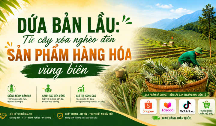 [eMagazine] Dứa Bản Lầu: Từ cây xóa nghèo đến sản phẩm hàng hóa vùng biên