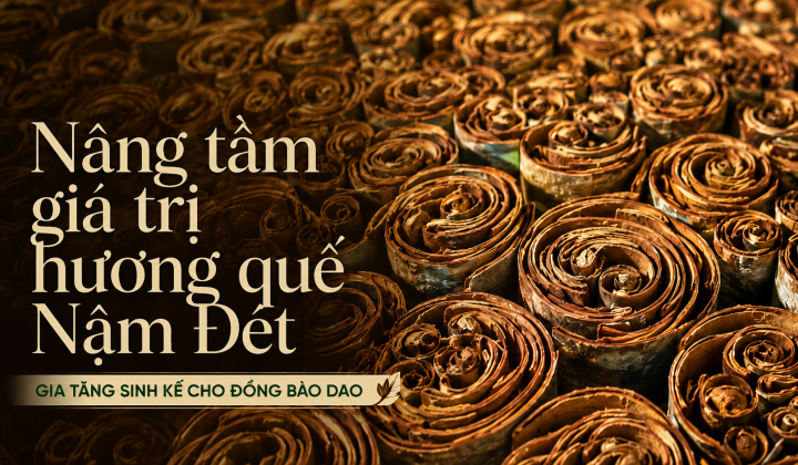 [eMagazine] Nâng tầm giá trị hương quế Nậm Đét - Gia tăng sinh kế cho đồng bào Dao