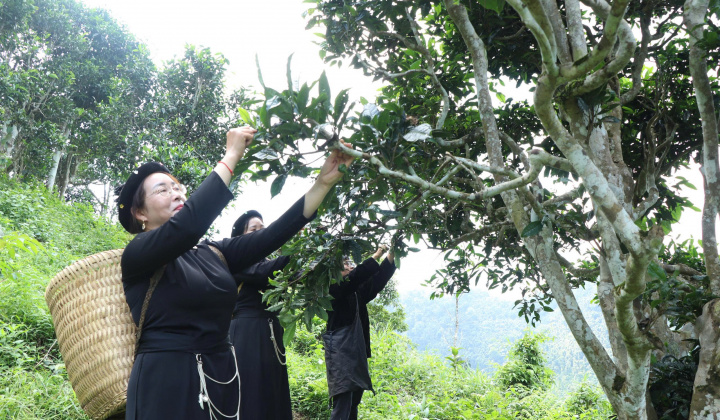 Thái Nguyên: Từ “Đệ nhất danh trà” đến khát vọng vươn tầm thế giới