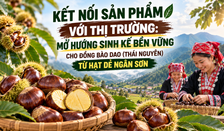 Kết nối sản phẩm với thị trường: Mở hướng sinh kế bền vững cho đồng bào Dao (Thái Nguyên) từ hạt dẻ Ngân Sơn