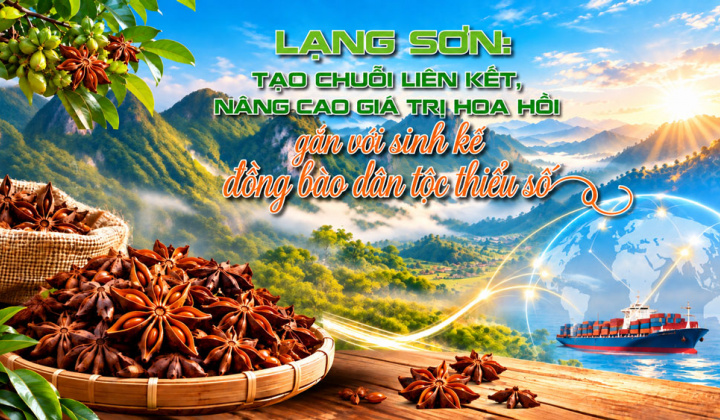 [Emagazine] Lạng Sơn: Tạo chuỗi liên kết, nâng cao giá trị hoa hồi gắn với sinh kế đồng bào dân tộc thiểu số