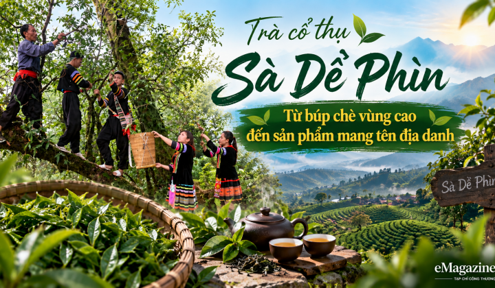 [eMagazine] Trà cổ thụ Sà Dề Phìn: Từ búp chè vùng cao đến sản phẩm mang tên địa danh