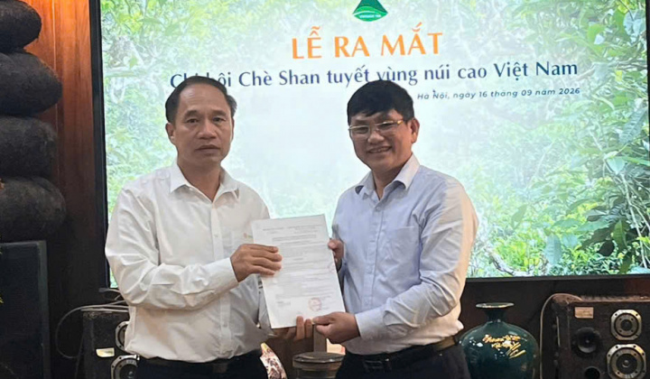 Kết nối vùng trà cổ thụ, nâng tầm giá trị chè Shan Tuyết