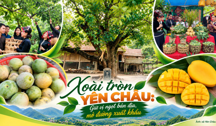 [Emagazine] Xoài tròn Yên Châu (Sơn La): Giữ vị ngọt bản địa, mở đường xuất khẩu