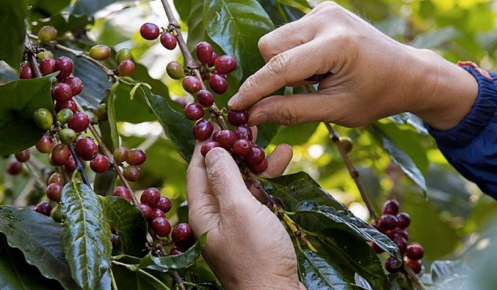 Hành trình đưa hương vị Việt ra thế giới (Kỳ 2): Khi “Made in Vietnam” kể câu chuyện Việt Nam