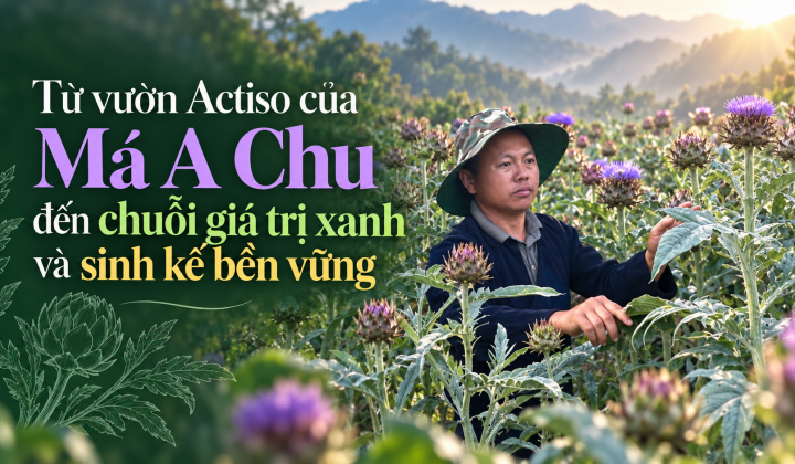 (Emagazine) Từ vườn actiso của Má A Chu đến chuỗi giá trị xanh và sinh kế bền vững