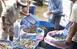 Doanh nghiệp xuất khẩu tôm sang Mỹ sẽ được hoàn thuế