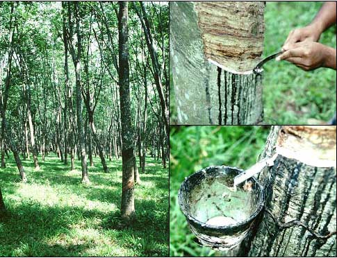 Giá cao su tăng lên gần mức cao nhất trong vòng 3 tháng 