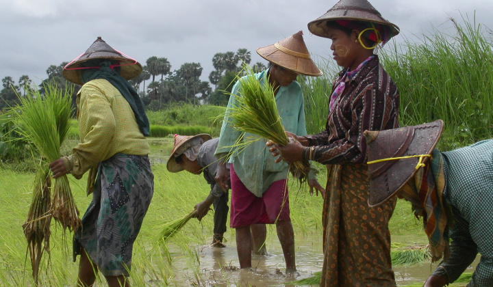 Xuất khẩu gạo của Myanmar sang Trung Quốc sụt giảm
